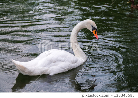 A graceful white swan swimming on a lake with dark water. The white swan is reflected in the water A graceful white swan swimming on a lake with dark water. The white swan is reflected in the water 125343593