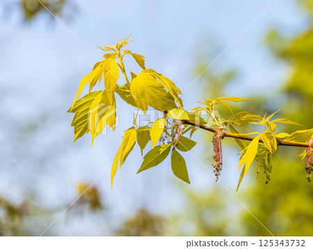 Acer negundo, Box elder, boxelder, ash-leaved and maple ash, Manitoba, elf, ashleaf maple male inflorescences and flowers on branch outdoor. 125343732