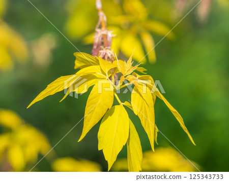 Acer negundo, Box elder, boxelder, ash-leaved and maple ash, Manitoba, elf, ashleaf maple male inflorescences and flowers on branch outdoor. 125343733