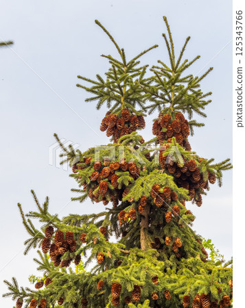 Fresh fir branches with green needles and brown cones. Fresh fir branches with green needles and brown cones. 125343766