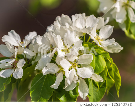 White blossoming apple trees in the sunset light. Spring season, spring colors. 125343788