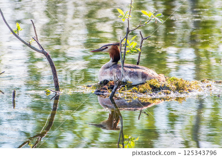 Great Crested Grebe, Podiceps cristatus, water bird sitting on the nest, nesting time on the green lake Great Crested Grebe, Podiceps cristatus, water bird sitting on the nest, nesting time on the green lake 125343796