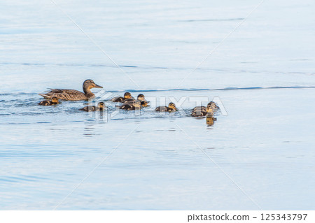 A family of ducks, a duck and its little ducklings are swimming in the water. The duck takes care of its newborn ducklings. Mallard, lat. Anas platyrhynchos 125343797