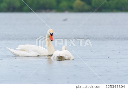 Two Graceful white Swans swimming in the lake, swans in the wild 125343804