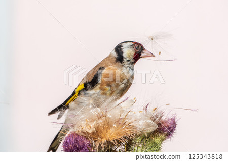 European goldfinch, feeding on the seeds of thistles. Carduelis carduelis. 125343818