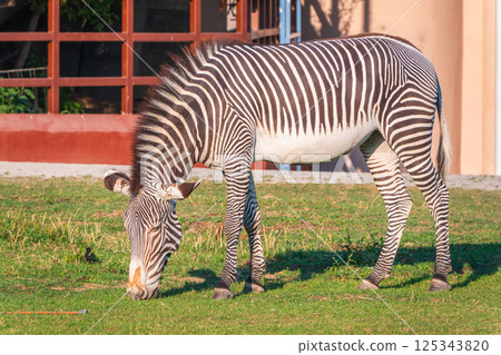 Grevy's zebra, lat Equus grevyi, also known as the imperial zebra eats green grass. 125343820