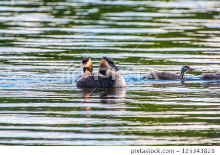 The waterfowl bird, great crested grebe with chick, swimming in the lake. 125343828