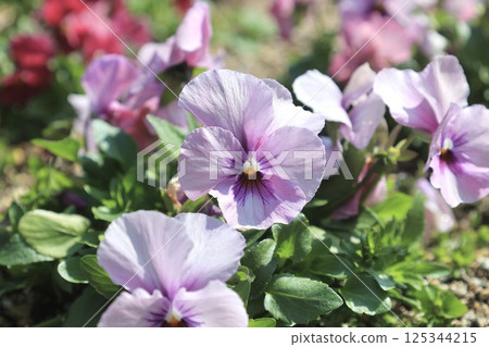 Pansy plant with white and pink flowers 125344215