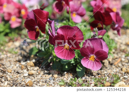 Red pansy 125344216