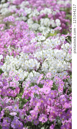 到處都是盛開的白色和粉紅色花朵 125344217