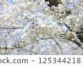 春天陽光照亮的櫻花 125344218