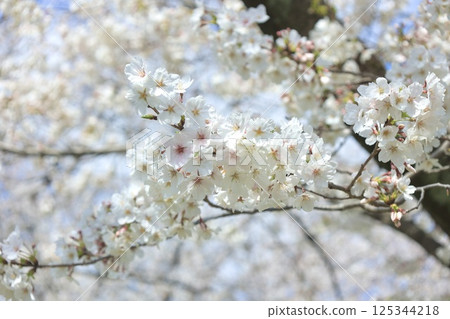 春天陽光照亮的櫻花 125344218