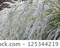 白雪柳花 125344219