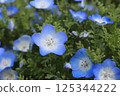 藍色粉蝶 125344222
