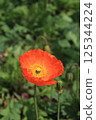 紅罌粟花 125344224