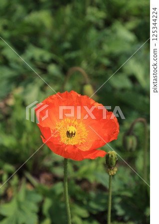 紅罌粟花 125344224