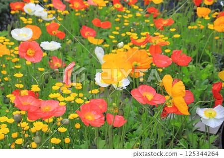 Multicolored Poppies 125344264