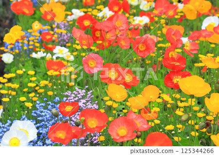 Multicolored Poppies Multicolored Poppies 125344266