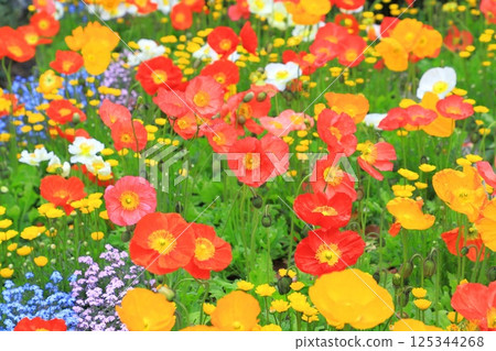 Multicolored Poppies Multicolored Poppies 125344268