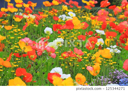 Multicolored Poppies Multicolored Poppies 125344271
