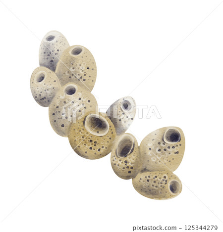 Sea sponge. underwater multicellular animal. part of the reef and coral. beautiful sea coral. Watercolor illustration without background. hand drawing. High quality illustration Sea sponge. underwater multicellular animal. part of the reef and coral. beautiful sea coral. Watercolor illustration without background. hand drawing. High quality illustration 125344279