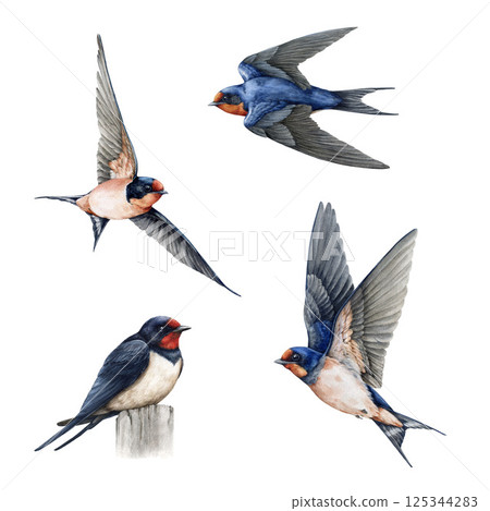 Flying birds painted set. Watercolor vintage style painted illustration. Cute barn swallows with spread wings, sitting isolated element collection. Wildlife nature martin bird on white background 125344283