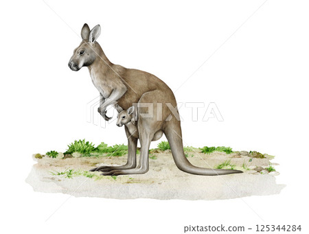 Kangaroo animal with joey on the ground hand drawn realistic vintage style watercolor illustration. Australian native marsupial mammal. Female kangaroo with baby in a pouch standing on the ground Kangaroo animal with joey on the ground hand drawn realistic vintage style watercolor illustration. Australian native marsupial mammal. Female kangaroo with baby in a pouch standing on the ground 125344284
