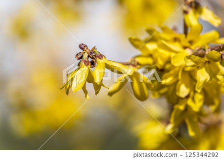 Forsythia. Blooming forsythia bush. Yellow flower on a branch of forsythia. 125344292