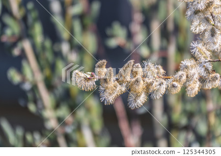 Nature awakes in spring. Blooming willow twigs and furry willow-catkins, so called seals or cats. Holly willow, Salix caprea Nature awakes in spring. Blooming willow twigs and furry willow-catkins, so called seals or cats. Holly willow, Salix caprea 125344305