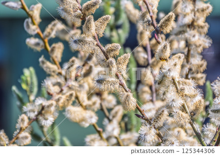 Nature awakes in spring. Blooming willow twigs and furry willow-catkins, so called seals or cats. Holly willow, Salix caprea 125344306