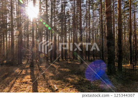 Sunlit pine forest with tall straight tree trunks and scattered undergrowth. Outdoor forest photography. Sunlit pine forest with tall straight tree trunks and scattered undergrowth. Outdoor forest photography. 125344307
