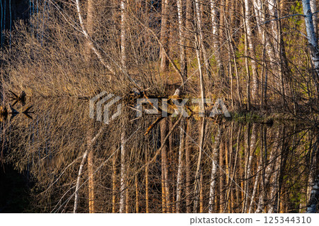Calm lake with green trees on the shore and a beautiful reflection. Summer landscape. 125344310