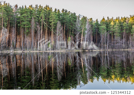 Calm lake with green trees on the shore and a beautiful reflection. Summer landscape. 125344312