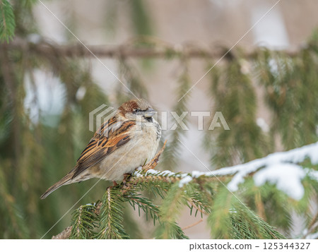 Sparrow sits on a fir branch in the sunset light. 125344327