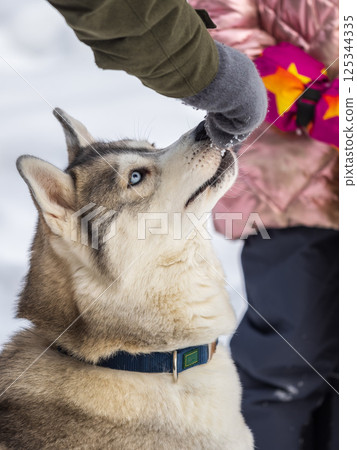 Portrait of the Siberian Husky dog black and white colour with blue eyes in winter. 125344335