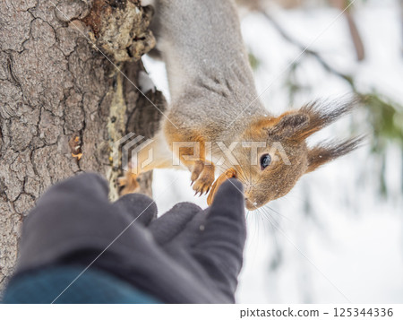 Squirrel eats nuts from a man's hand. Caring for animals in winter or autumn. 125344336
