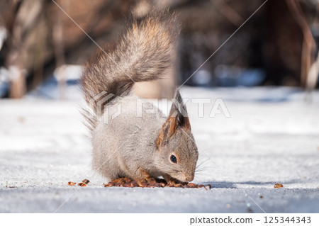 The squirrel in winter sits on white snow. The squirrel in winter sits on white snow. 125344343