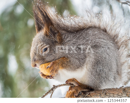 The squirrel with nut sits on tree in the winter or late autumn 125344357