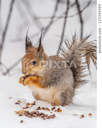 The squirrel in winter sits on white snow. 125344364