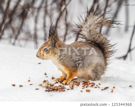 The squirrel in winter sits on white snow. 125344368