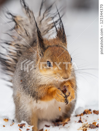 The squirrel in winter sits on white snow. The squirrel in winter sits on white snow. 125344370