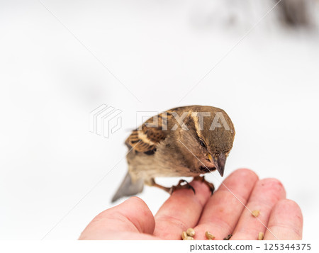 A sparrow sits on a man's hand and eats seeds. 125344375