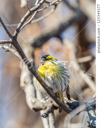 Eurasian siskin male, latin name spinus spinus, sitting on branch of tree. Cute little yellow songbird. 125344377