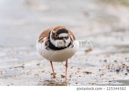 Little ringed plover (Charadrius dubius), bird standing on the lake shore Little ringed plover (Charadrius dubius), bird standing on the lake shore 125344382