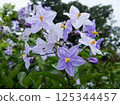 清爽的夏日花朵，在細細的枝尖上搖曳。 125344457