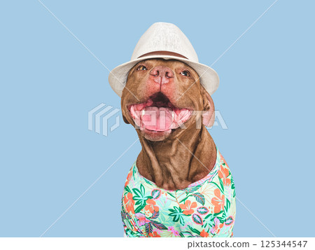 Cute, stylish dog, sun hat and t-shirt. Dog smiling Cute, stylish dog, sun hat and t-shirt. Dog smiling 125344547