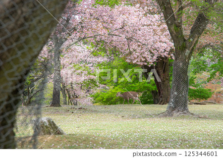 Deer and cherry blossoms Deer and cherry blossoms 125344601