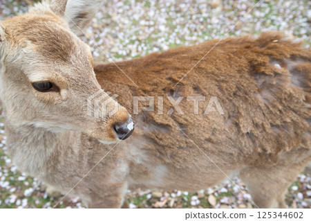 Deer and Cherry Blossoms Deer and Cherry Blossoms 125344602
