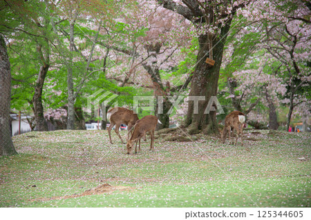 Deer and cherry blossoms Deer and cherry blossoms 125344605
