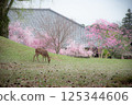 Deer and cherry blossoms 125344606